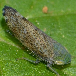 Fieberiella florii
